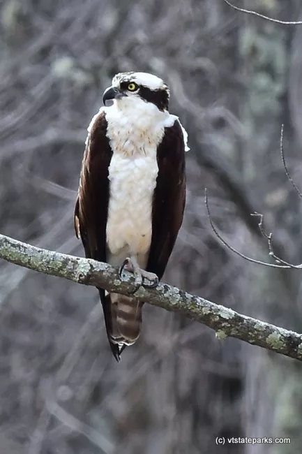 An osprey keeps watch at Sand Bar State Park by Raven Schwan-Noble.