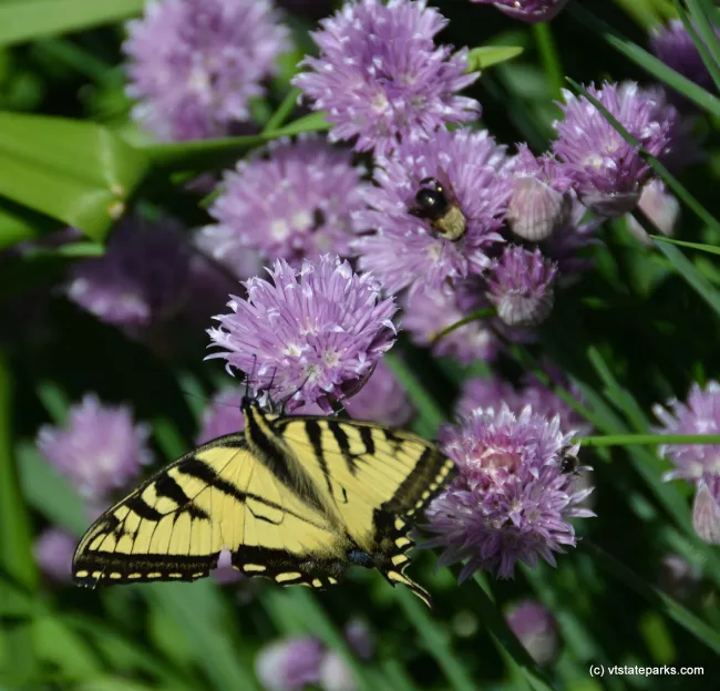Butterfly and bumblebee at Ricker Pond State Park by Linda Carlsen Sperry