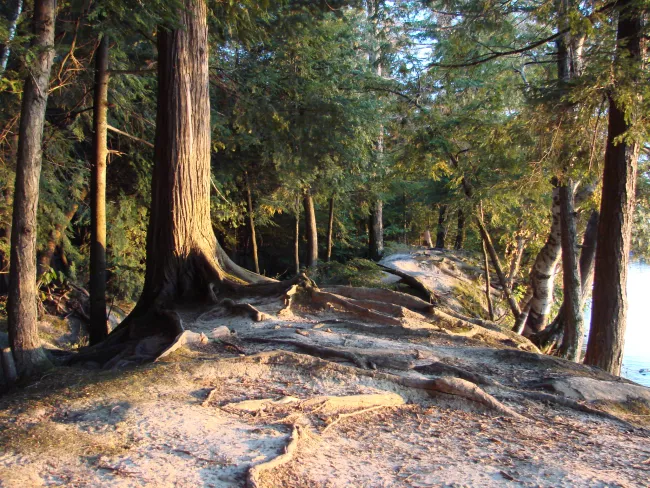 A path with twisted roots at Lake Carmi State Park by Sara Hayes