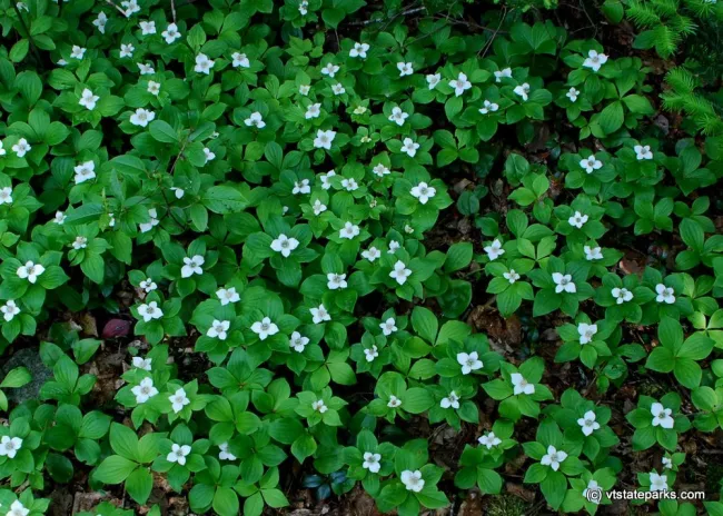 Bunchberry at Ricker Pond State Park by Linda Carlsen Sperry