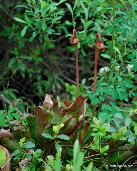 Pitcher plants at Kettle Pond State Park by Linda Carlsen Sperry