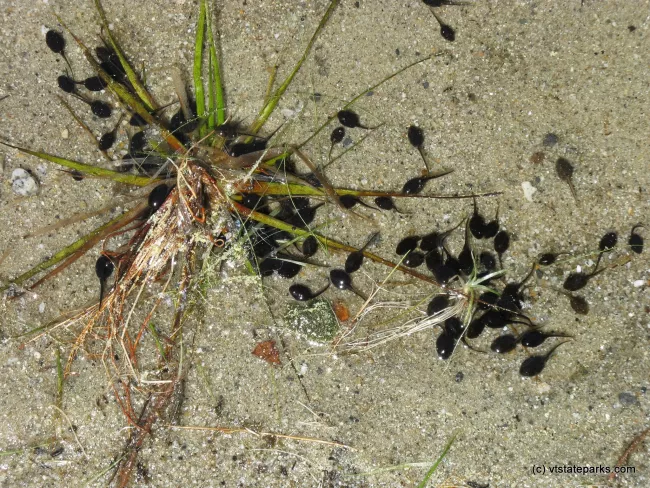 Tadpoles at Brighton State Park by Debbie Thomas