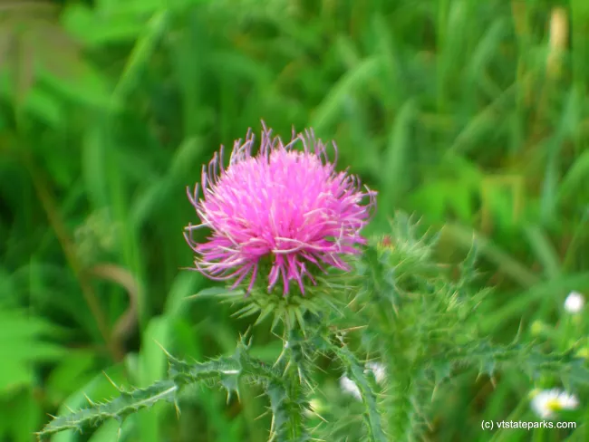 Thistle flower at Grand Isle State Park