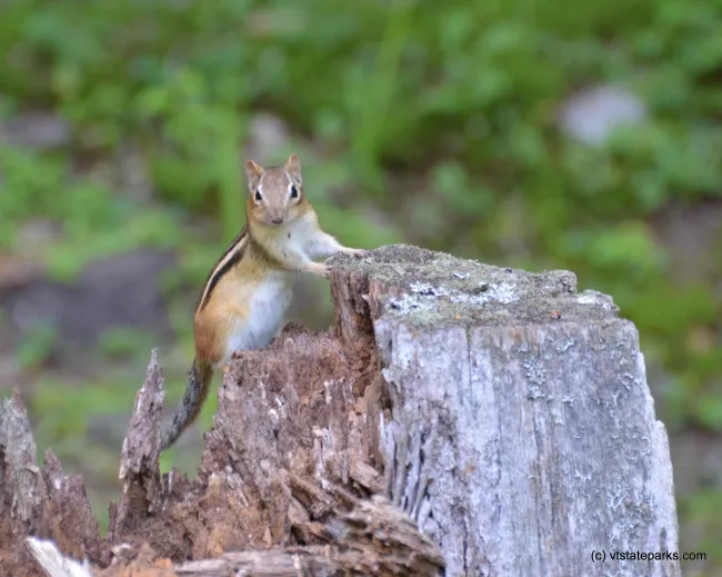 Chipmunk says hello  at Townshend State Park by Linda Carlsen-Sperry