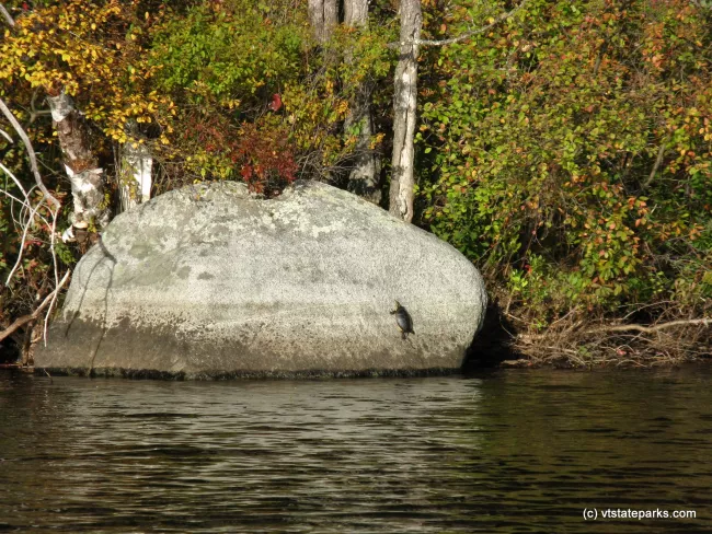 Painted turtle on rock at Brighton State Park by Debbie Thomas