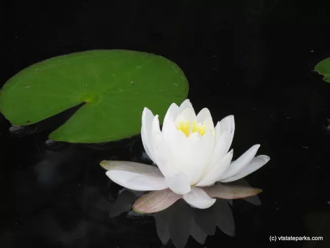 White water lily on Spectacle Pond in Brighton State Park by Debbie Thomas