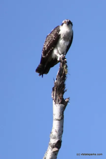 Eagles can be seen at Waterbury Center State Park