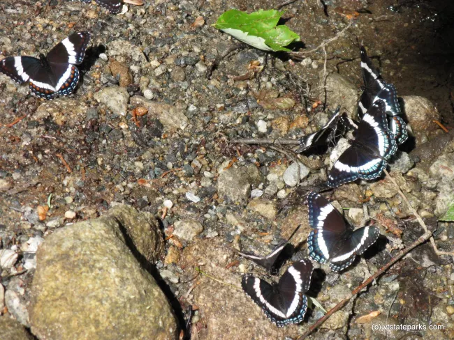 White admiral butterfiles at Osmore Pond, New Discovery State Park by Debbie Thomas