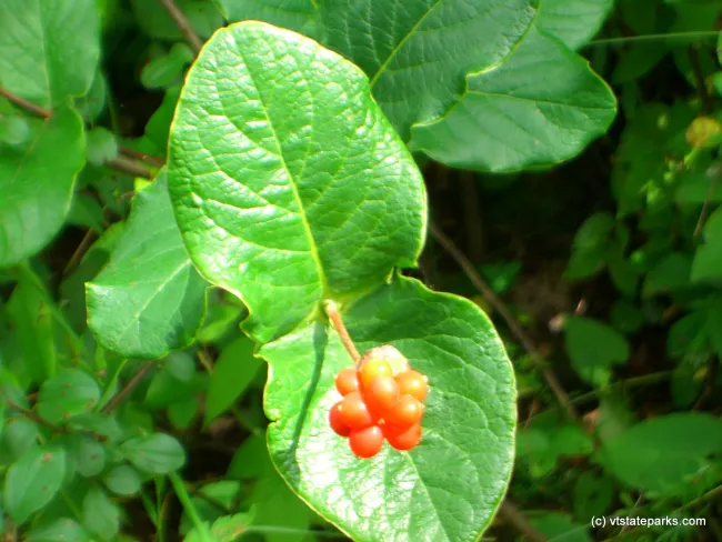 Wild berries at Grand Isle State Park