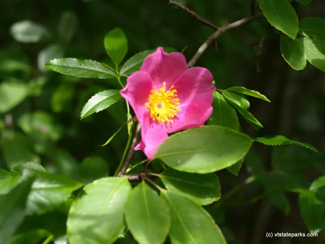 Wild rose at Kettle Pond State Park by Matt Parsons