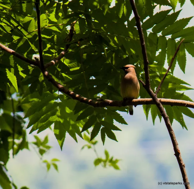 This cardinal is hiding out at Wilgus State Park by Tara Schatz
