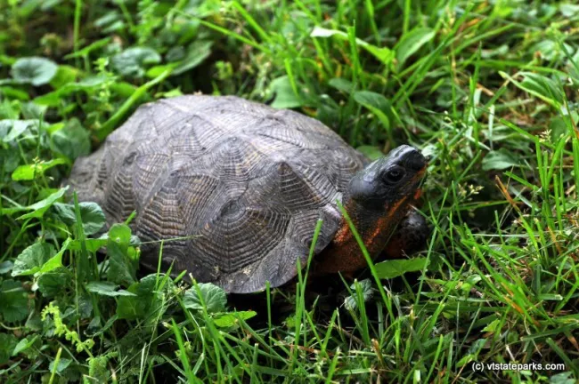 Wood Turtle, Emerald Lake State Park