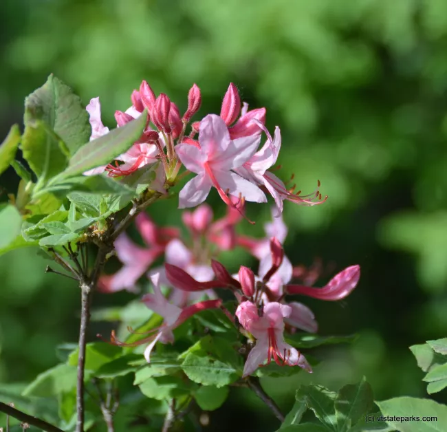 Beautiful flowers at Woodford State Park by Linda Carlsen-Sperry