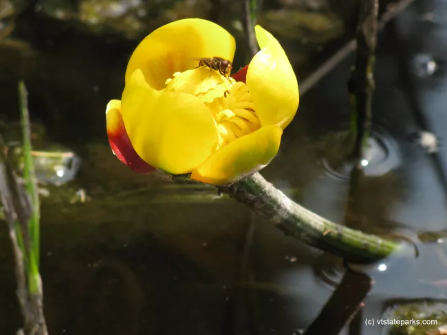 Bee on yellow pond lily at Ricker Pond State Park by Debbie Thomas