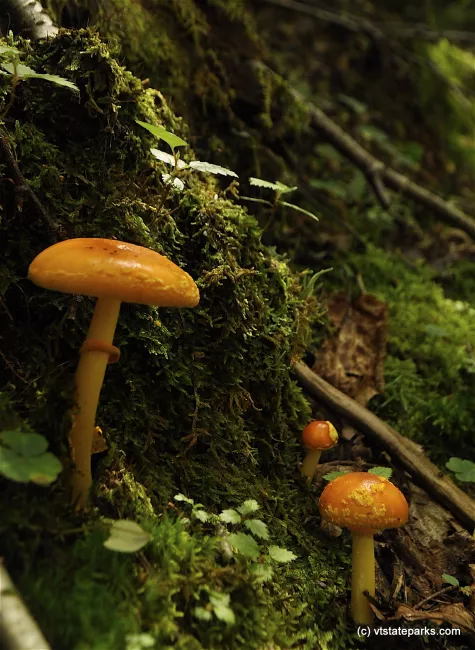 Mushroom group at Underhill State Park