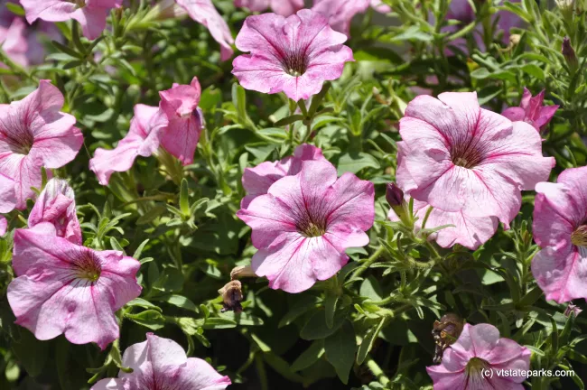 Flowers at Button Bay State Park by Julia Parent
