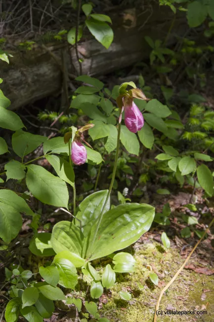 Pink lady slippers flowering at Kettle Pond State Park by Karalyn Mark