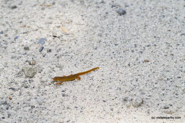 Red eft at Boulder Beach State Park