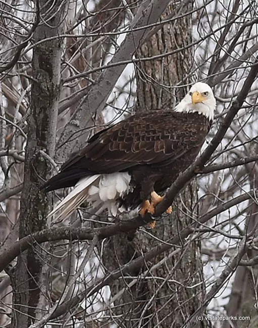 A Bald Eagle keeps a watchful eye at Sand Bar State Park by Raven Schwan-Noble.