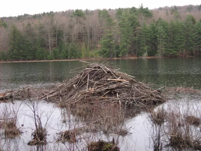 Beaver lodge