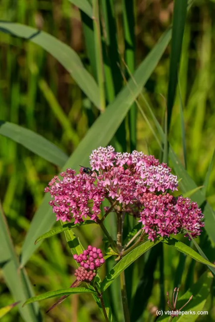 Pretty flower at Bomoseen State Park by Bob Ricketson
