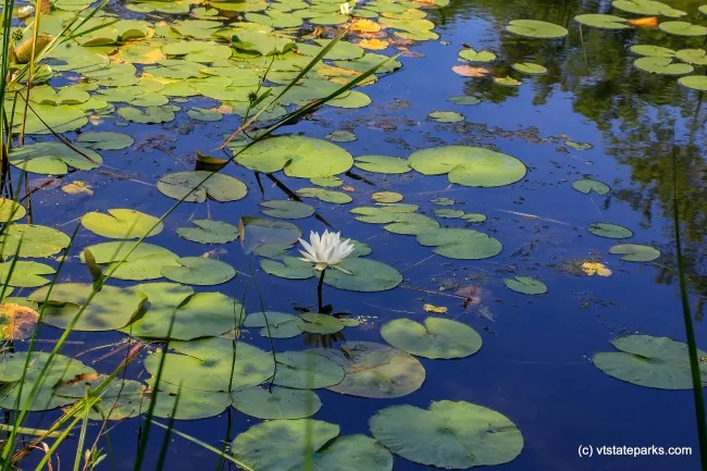 Lily pads at Bomoseen State Park by Bob Ricketson