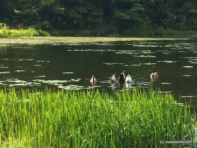 Hey where did everybody go geese friends on Half Moon State Park by Mary Ann Black