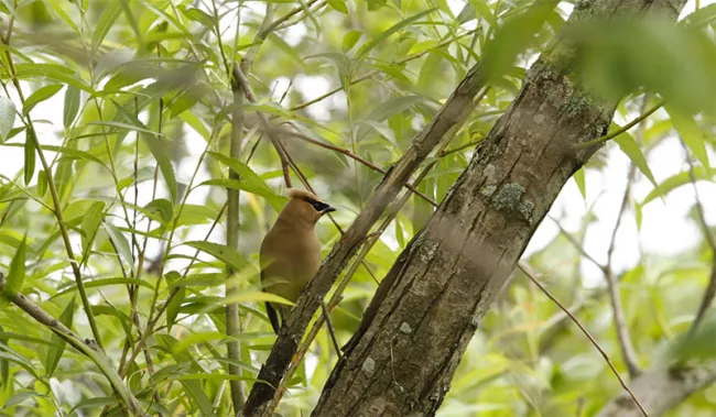 A cedar waxwing at Alburgh Dunes State Park