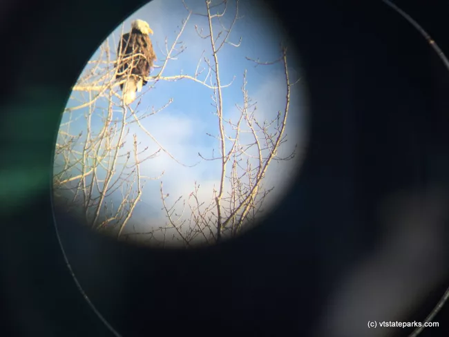 Eagles can be seen from Kamp Killkare State Park