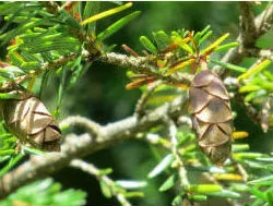 Eastern Hemlock
