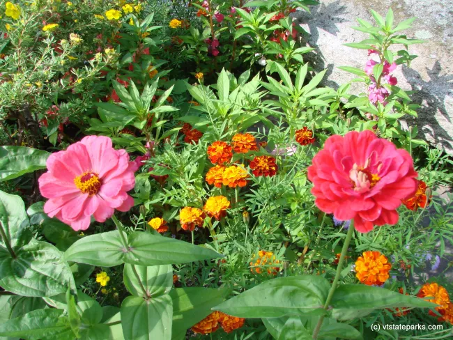 Beautiful flowers at Kamp Killkare State Park