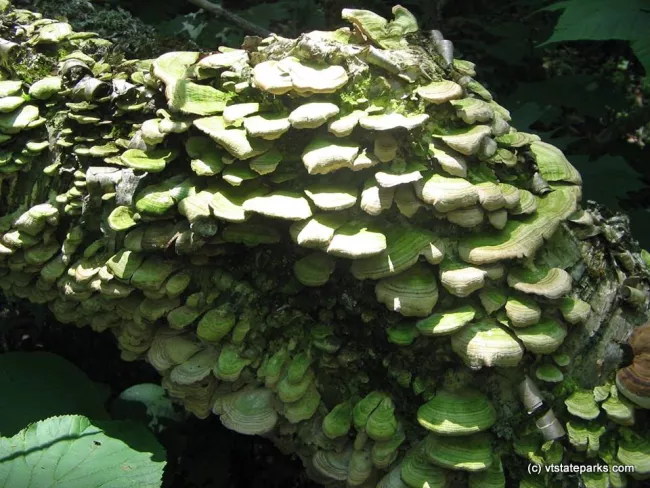 Interesting fungus on a log at Maidstone State Park by Bern Adette