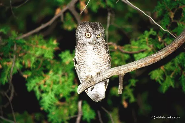 From Stanley J. Berson: Owl at Grand Isle State Park
