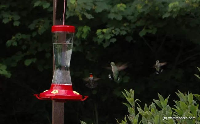 Hummingbirds at the feeder, Townshend State Park