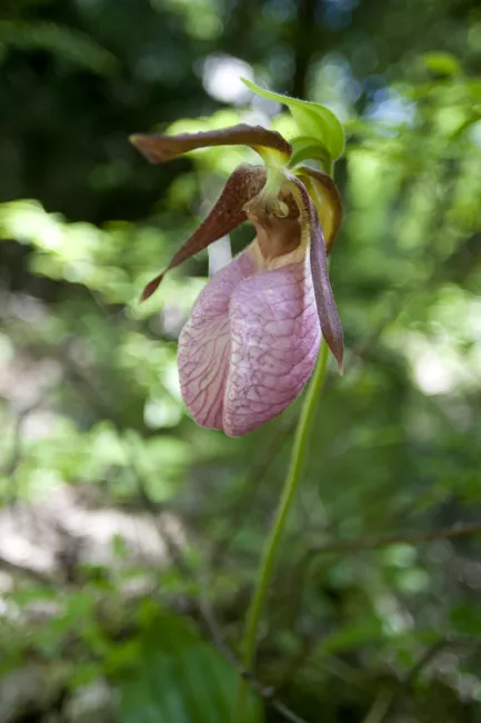 Pink Lady Slipper at Fort Dummer State Park by Tammy Keane