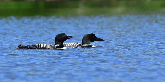 Two loons on Spectacle Pond