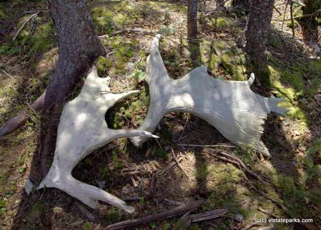 Moose antlers found at Little River State Park by Jeff Gauthier