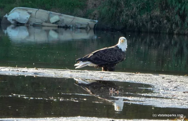 Eagle touches down at Wilgus State Park by Michelle Schreckengost