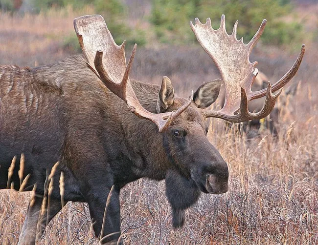 Moose at Vermont State Parks