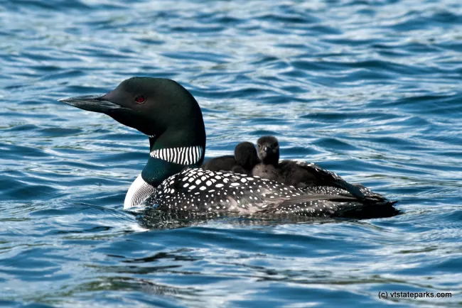 Baby Loons and mom at Green River Reservoir State Park