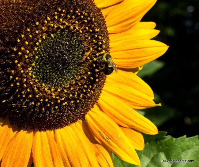Little bee on big sunflower at Mt Philo State Park by Stan Semuski