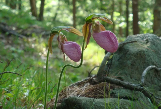 Pink lady slipper