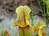 Pitcher plant