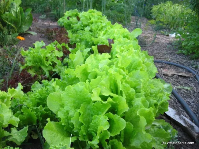 Fresh greens for the salads at Seyone Lodge State Park