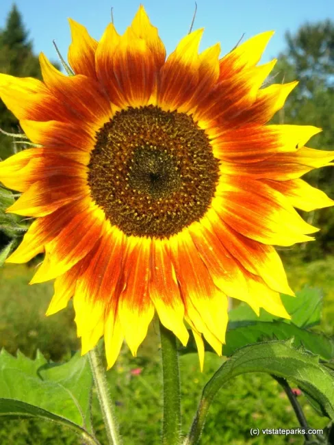 Sunflower at Seyon Lodge State Park