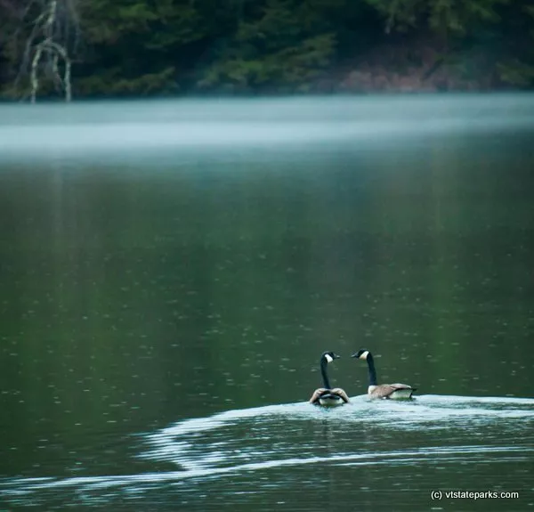 Pair of ducks enjoying the water at Lake Shaftsbury State Park