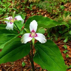 Trillium flower