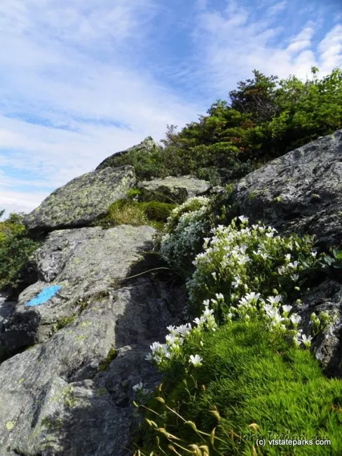 Pretty little flowers on Mt Mansfield from Underhill State Park by John Predom
