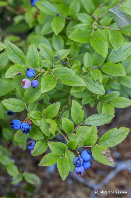 Blueberry bush at Woodford State Park by Bob Ricketson