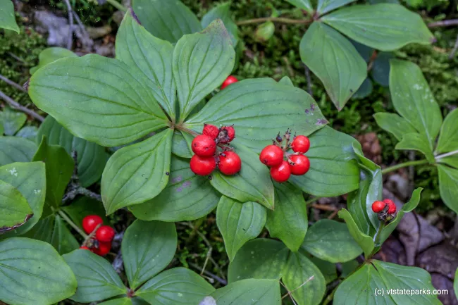 Red berries on the trail at Woodford State Park by Bob Ricketson